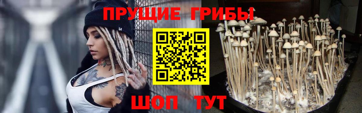 Псилоцибиновые грибы Psilocybe Балашиха